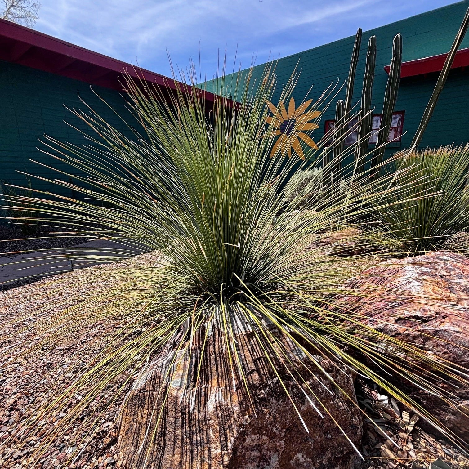 Mexican Grass Tree