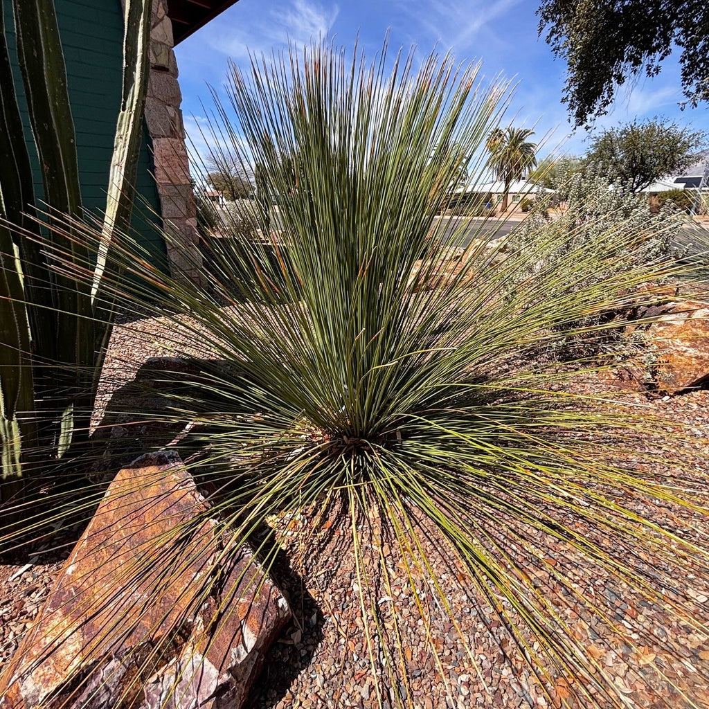 Mexican Grass Tree