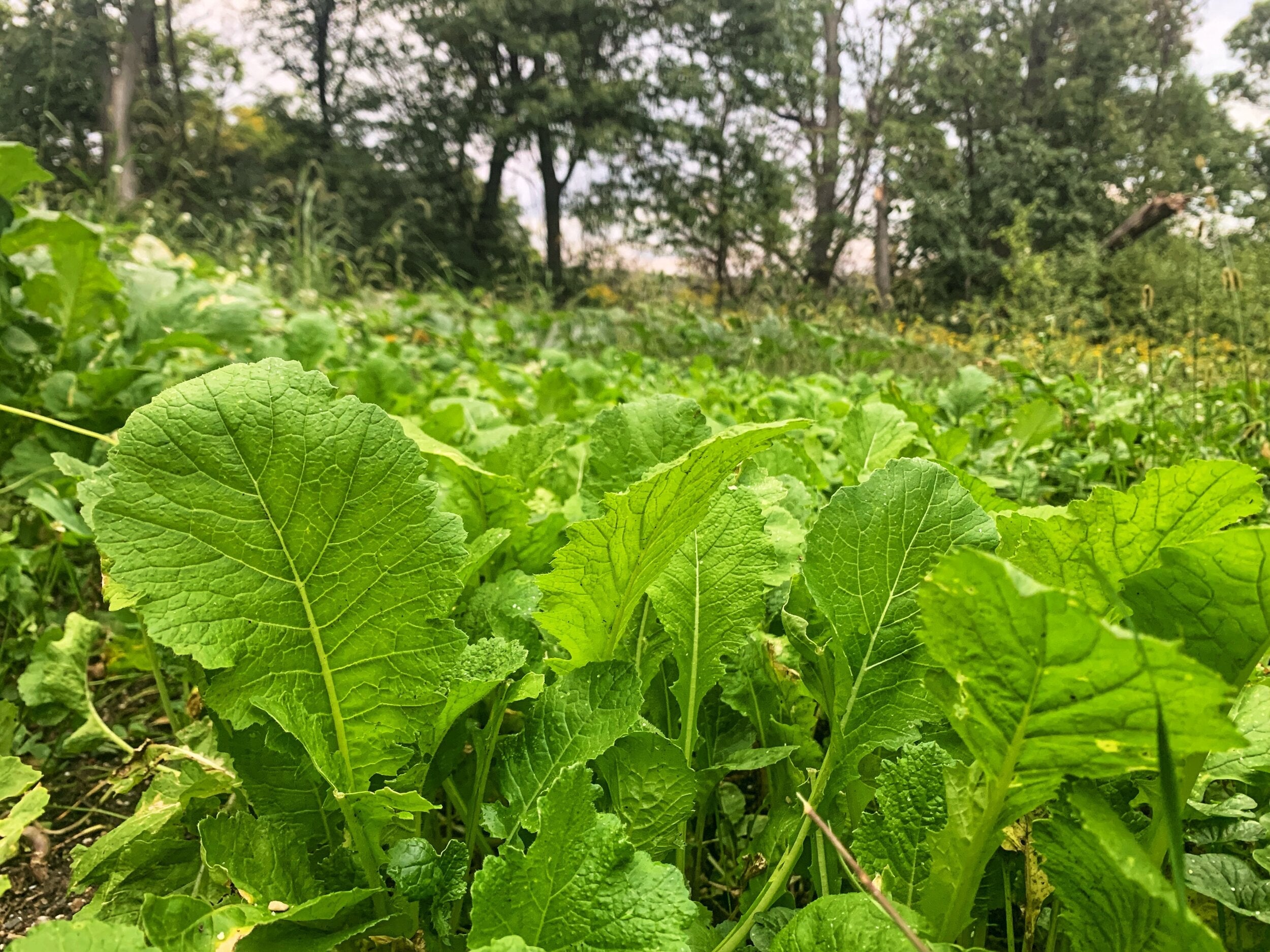 Bombshell™ Food Plot Seed