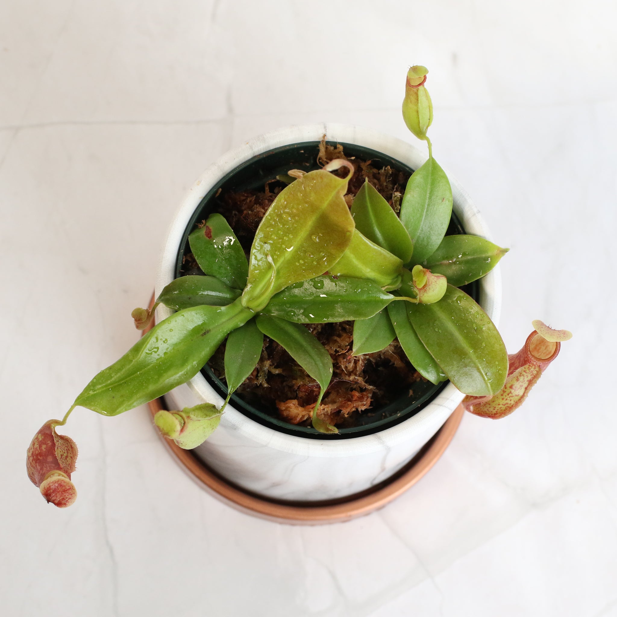 Tropical Pitcher Plant Nepenthes Gaya Carnivorous