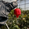 Tour of Heat Super Hot Seed Collection