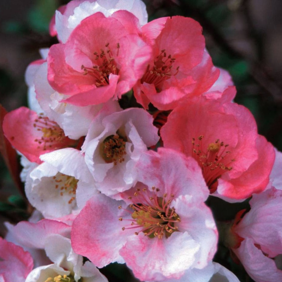 Flowering Quince 'Toyo Nishiki'