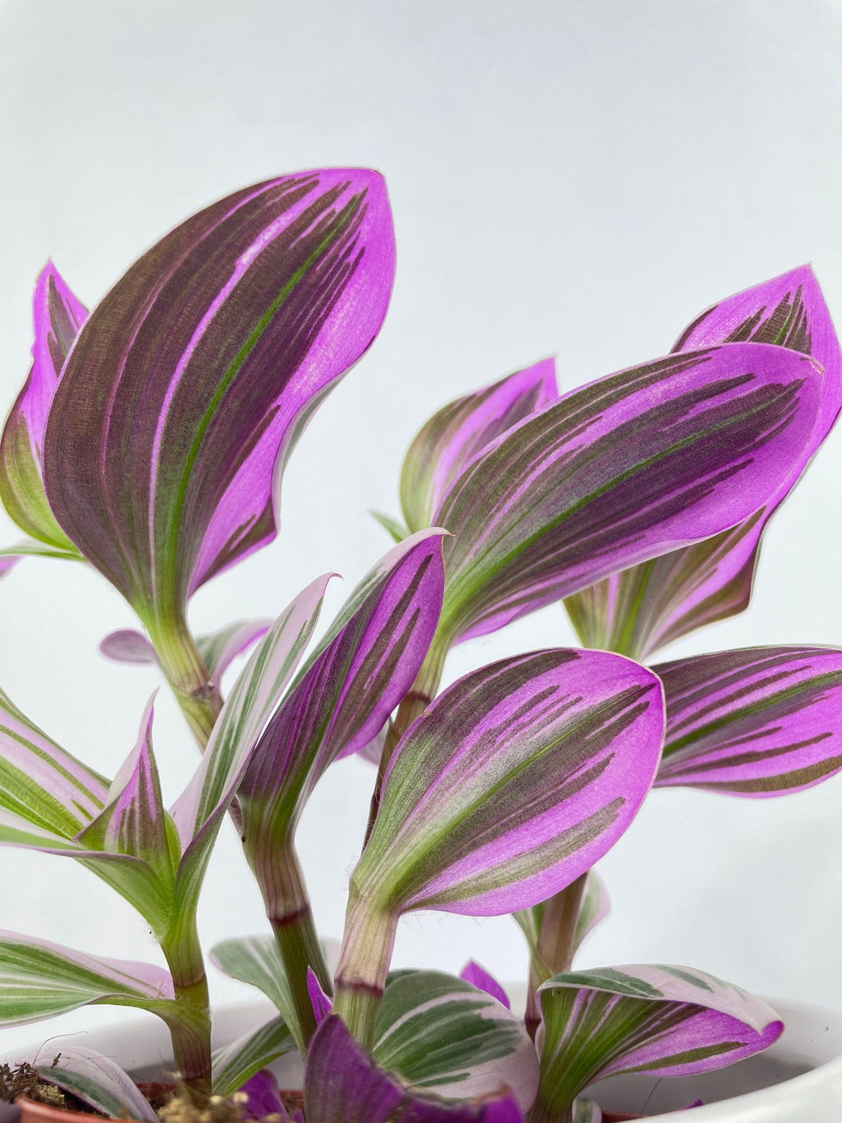 Tradescantia Bubblegum Lilac Nanouk