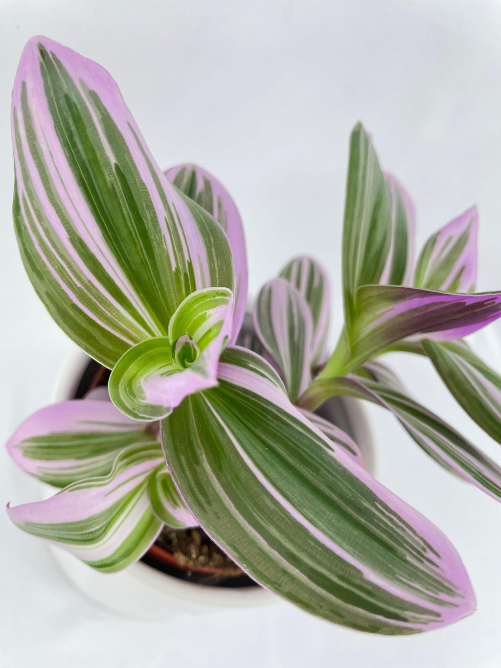 Tradescantia Bubblegum Lilac Nanouk