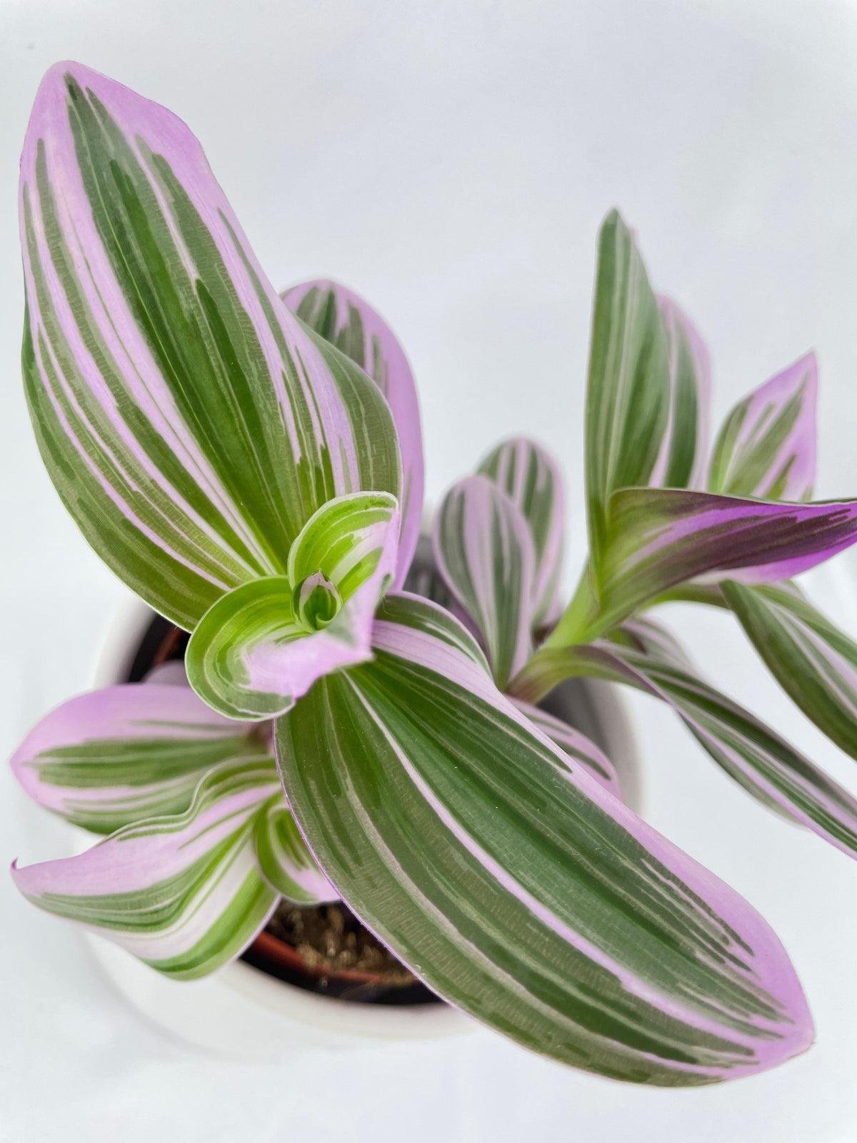 Tradescantia Bubblegum Lilac Nanouk