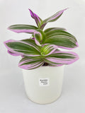 Tradescantia Bubblegum Lilac Nanouk