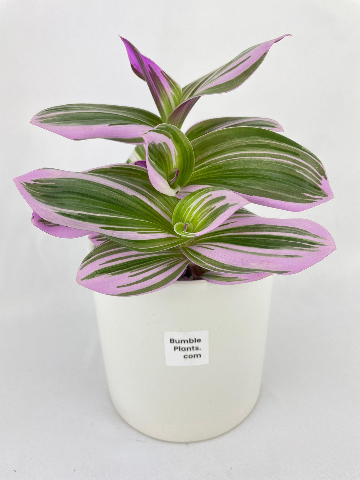 Tradescantia Bubblegum Lilac Nanouk