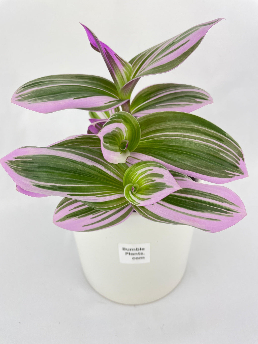 Tradescantia Bubblegum Lilac Nanouk