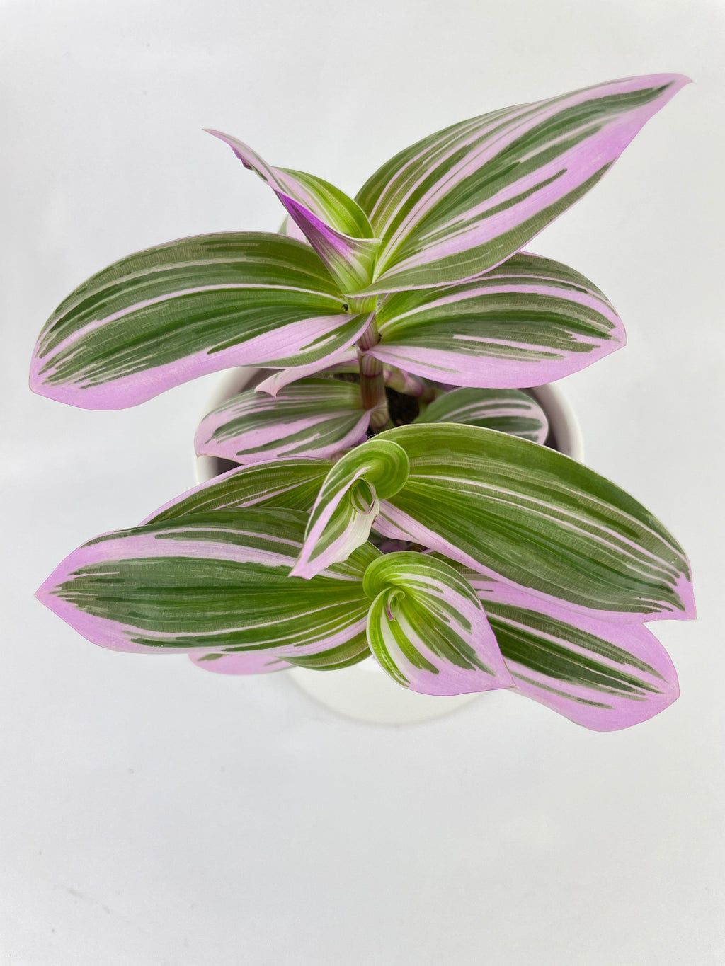Tradescantia Bubblegum Lilac Nanouk