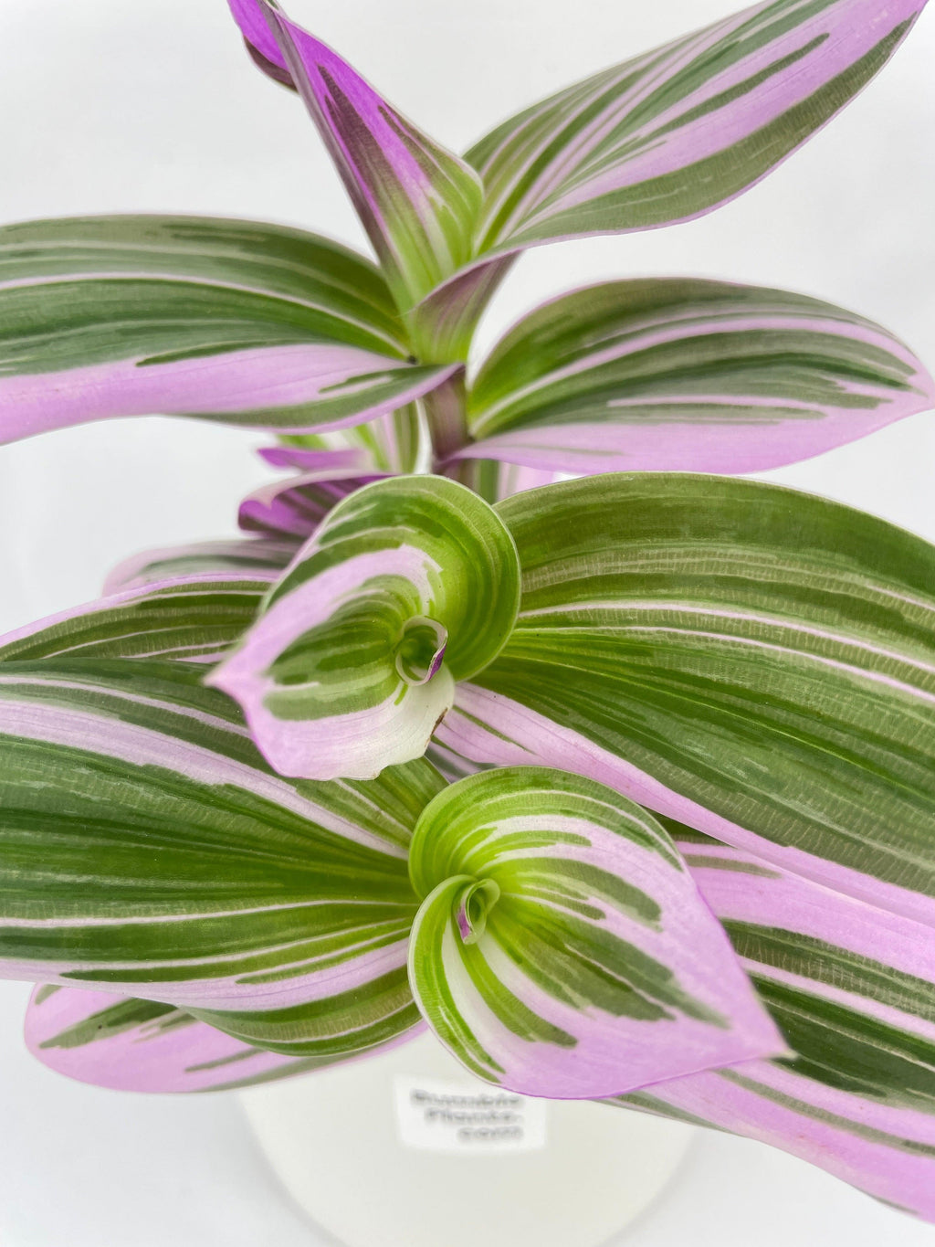 Tradescantia Bubblegum Lilac Nanouk