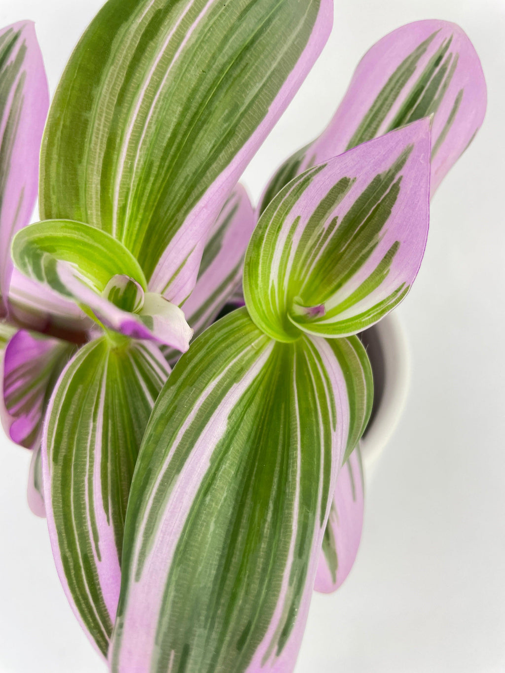 Tradescantia Bubblegum Lilac Nanouk