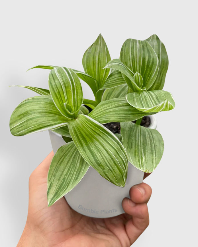 Tradescantia 'Sanna' White Inch Wandering Dude