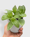 Tradescantia 'Sanna' White Inch Wandering Dude