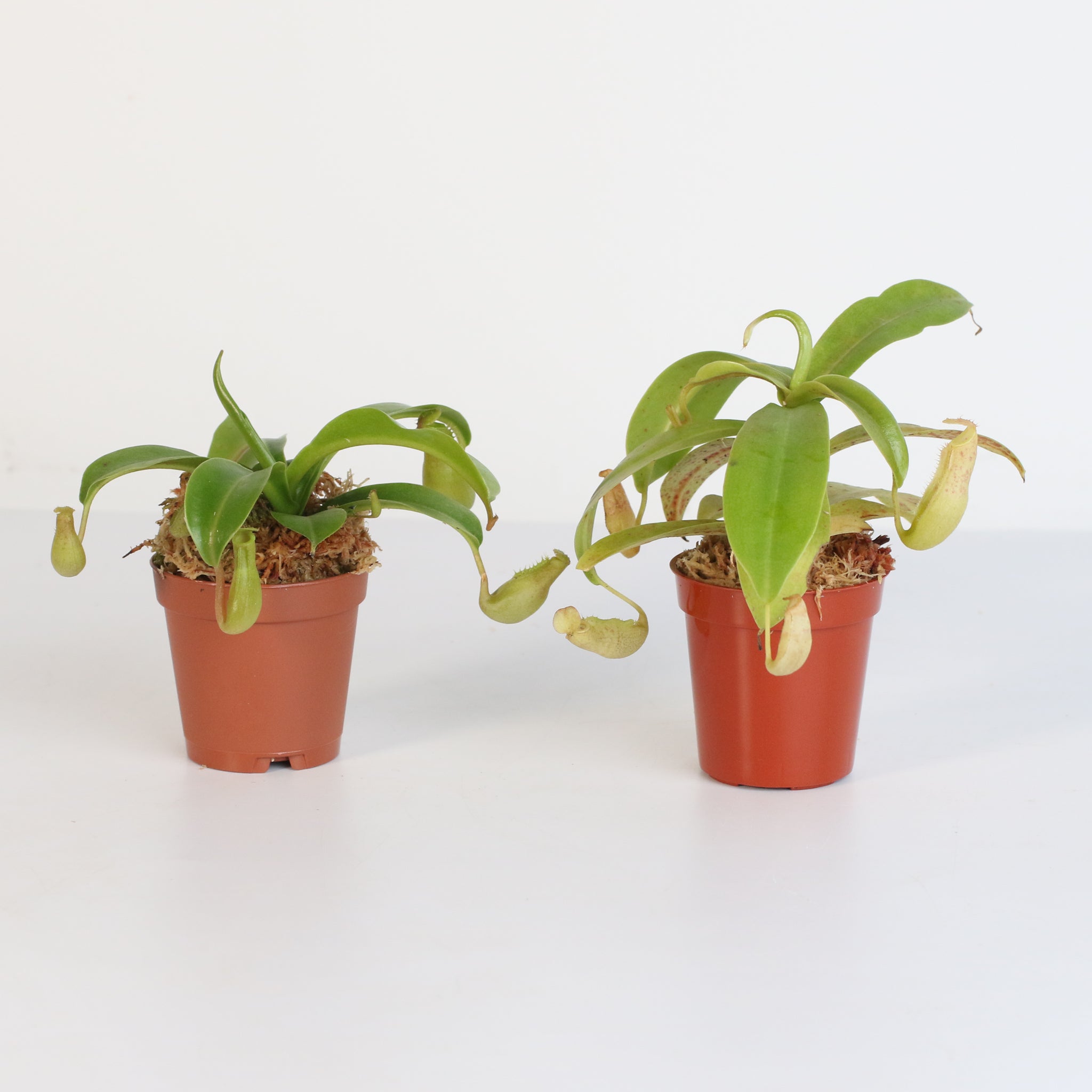 Trap Stars Duo Carnivorous Plant Bundle