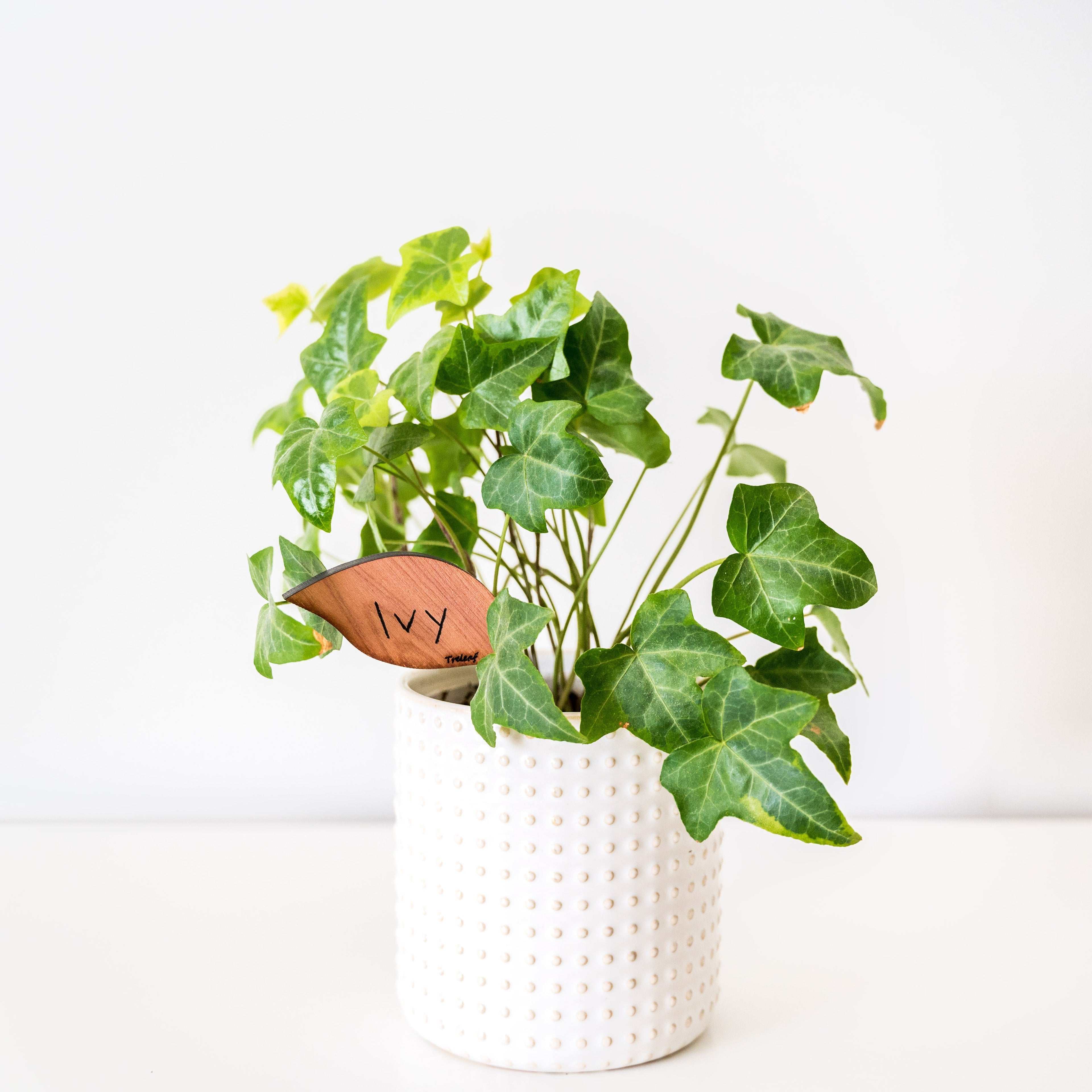 Folia™ - Wooden plant tags - Leaf-shaped plant labels