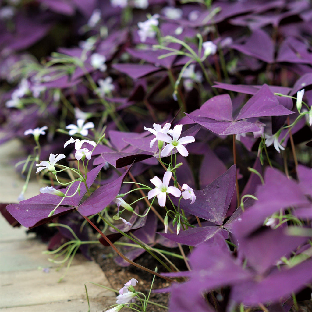 Oxalis - Double Luck Collection