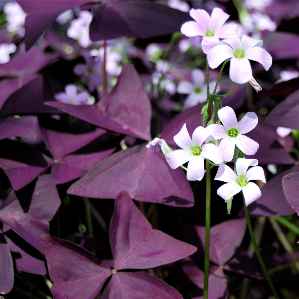 Oxalis - Triangularis Purple Shamrocks
