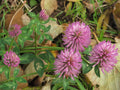 1000 Mammoth Red Clover Seeds - Trifolium pratense Mammoth - Non-GMO Seeds