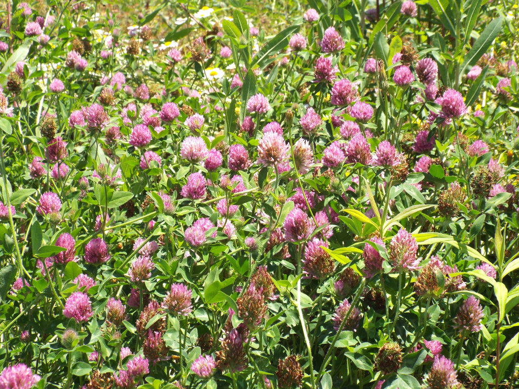 1000 Mammoth Red Clover Seeds - Trifolium pratense Mammoth - Non-GMO Seeds