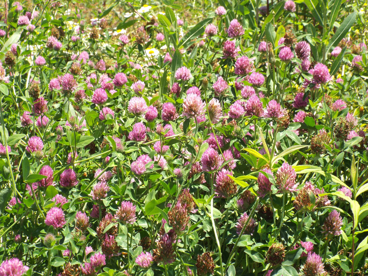 1000 Mammoth Red Clover Seeds - Trifolium pratense Mammoth - Non-GMO Seeds