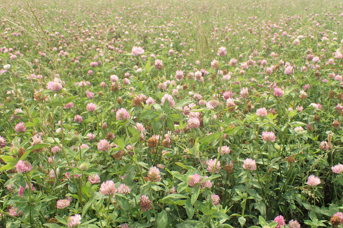 1000 Mammoth Red Clover Seeds - Trifolium pratense Mammoth - Non-GMO Seeds
