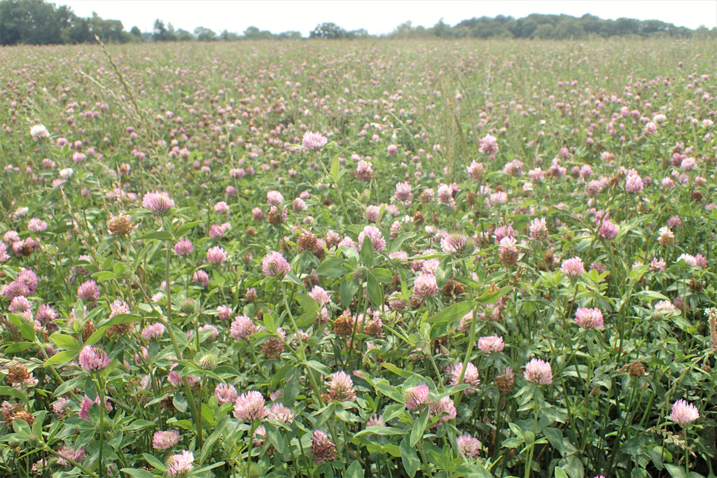 1000 Mammoth Red Clover Seeds - Trifolium pratense Mammoth - Non-GMO Seeds