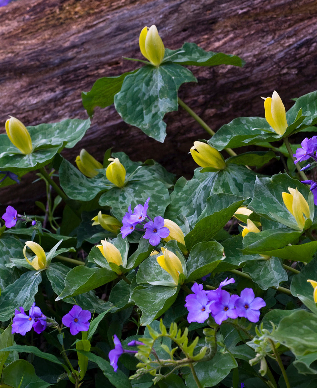 Yellow Trillium (Wood Lily) - 5 Root Divisions