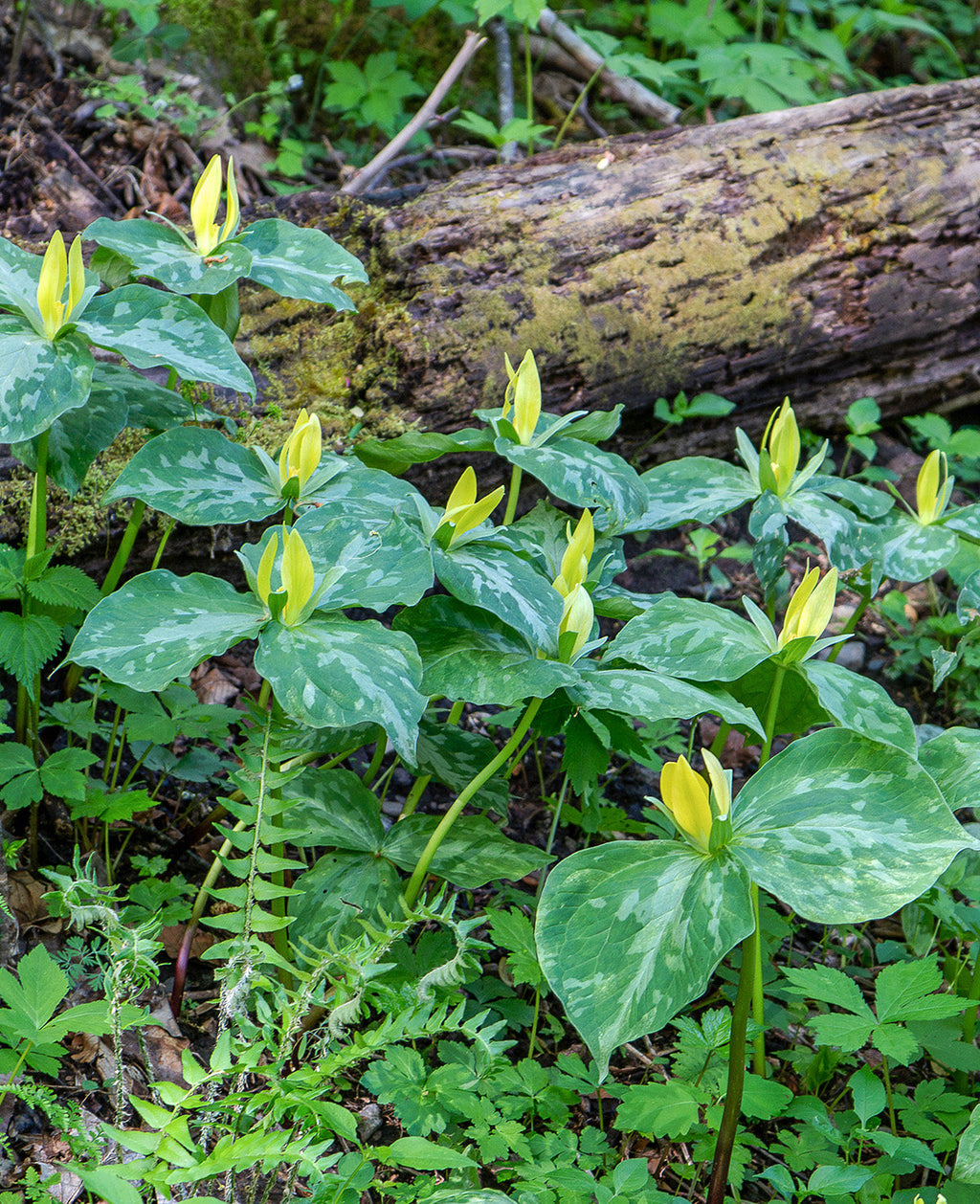 Yellow Trillium (Wood Lily) - 5 Root Divisions