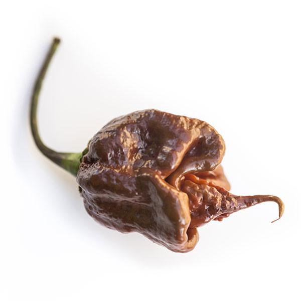 Trinidad Scorpion Chocolate Cappuccino Pepper Seeds (Non-Isolated)