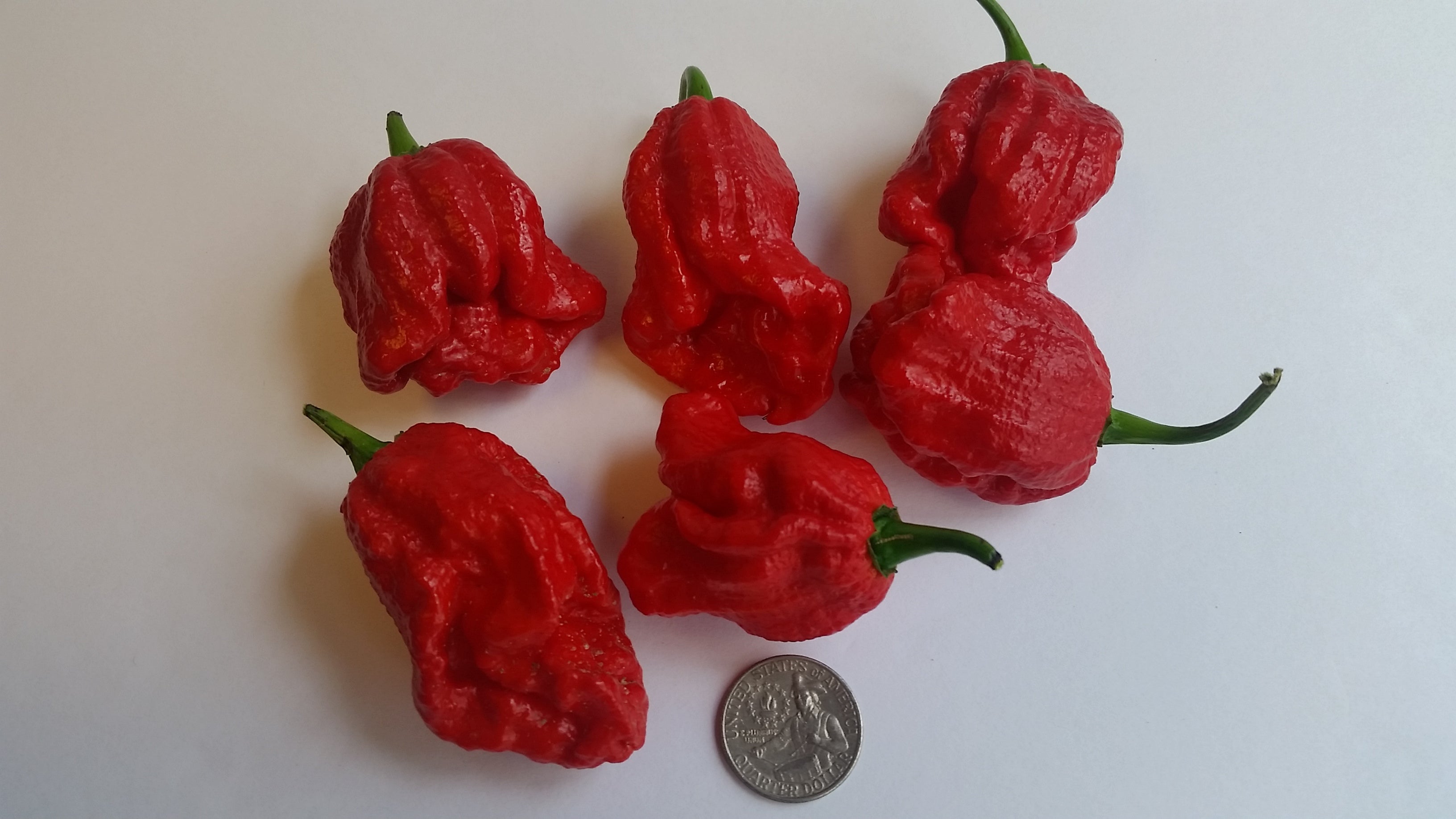 Trinidad Douglah / Red - Seeds