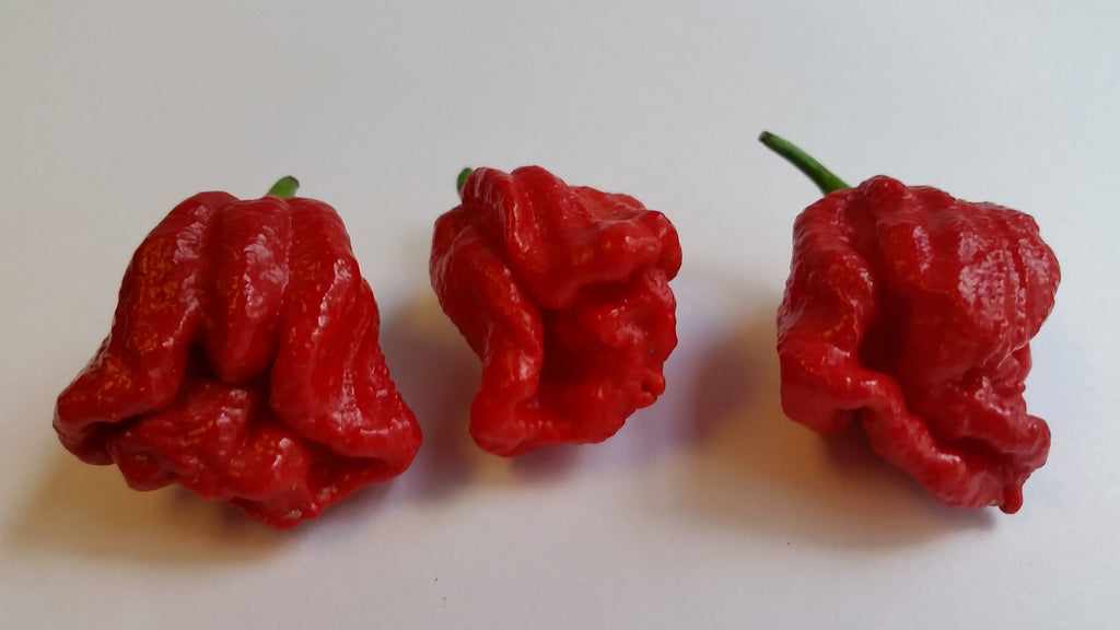 Trinidad Douglah / Red - Seeds
