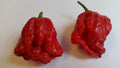 Trinidad Douglah / Red - Seeds
