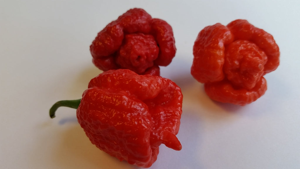 Trinidad Moruga Scorpion Red - Seeds