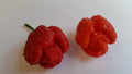 Trinidad Moruga Scorpion Red - Seeds