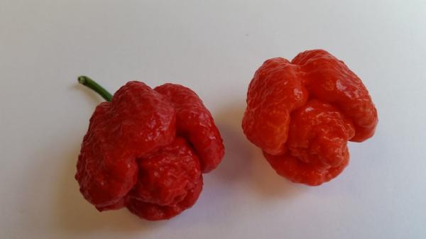 Best Sellers - Super Hot Pepper Seed Combo Pack (12 Varieties) - Seeds