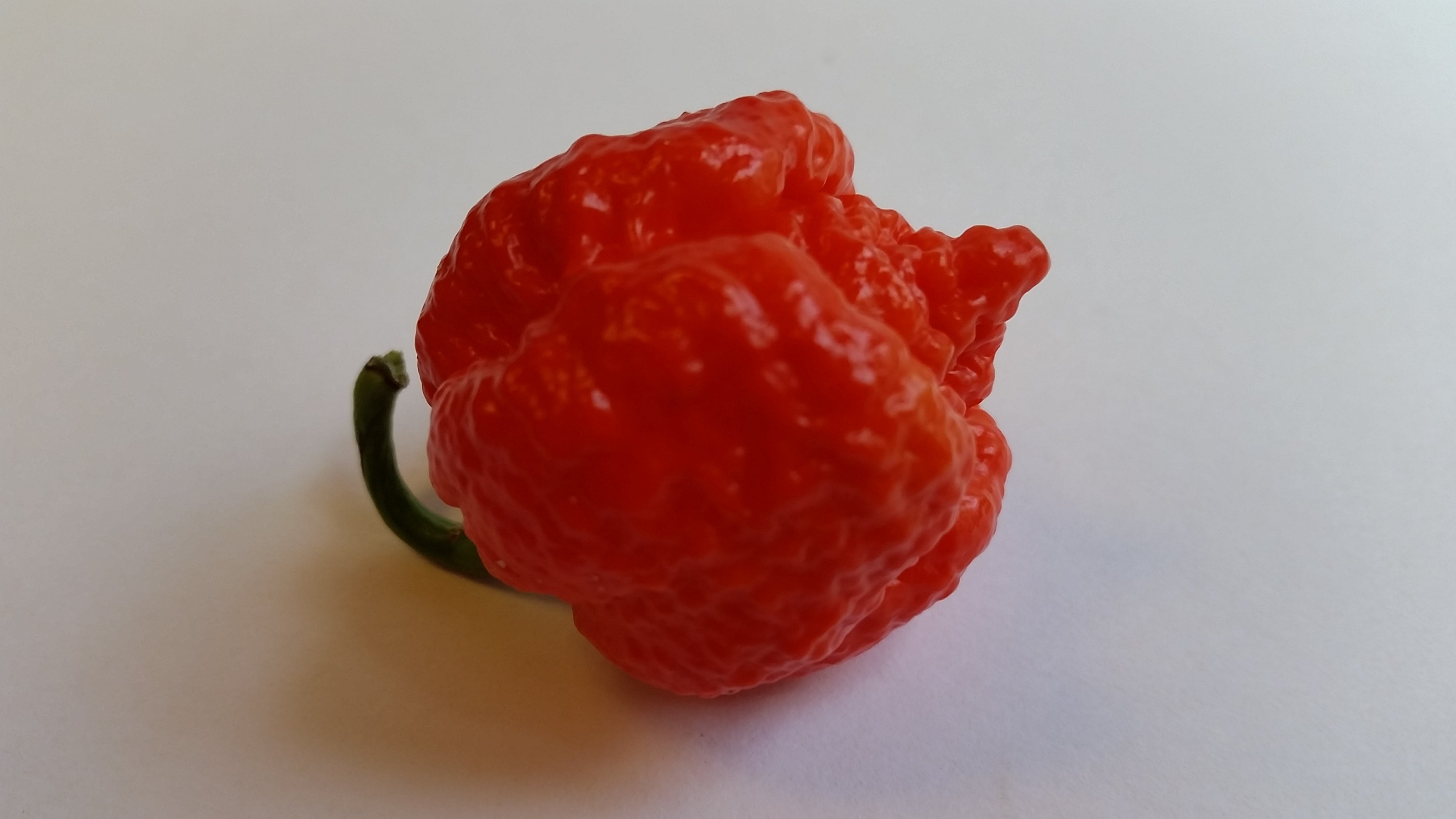 Trinidad Moruga Scorpion Red - Seeds