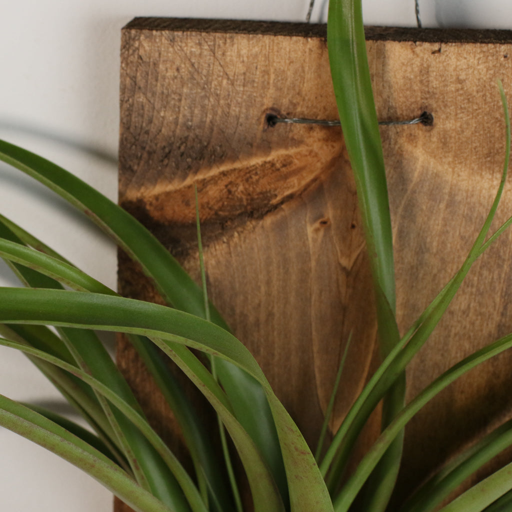 Wood You Be Mine Bundle