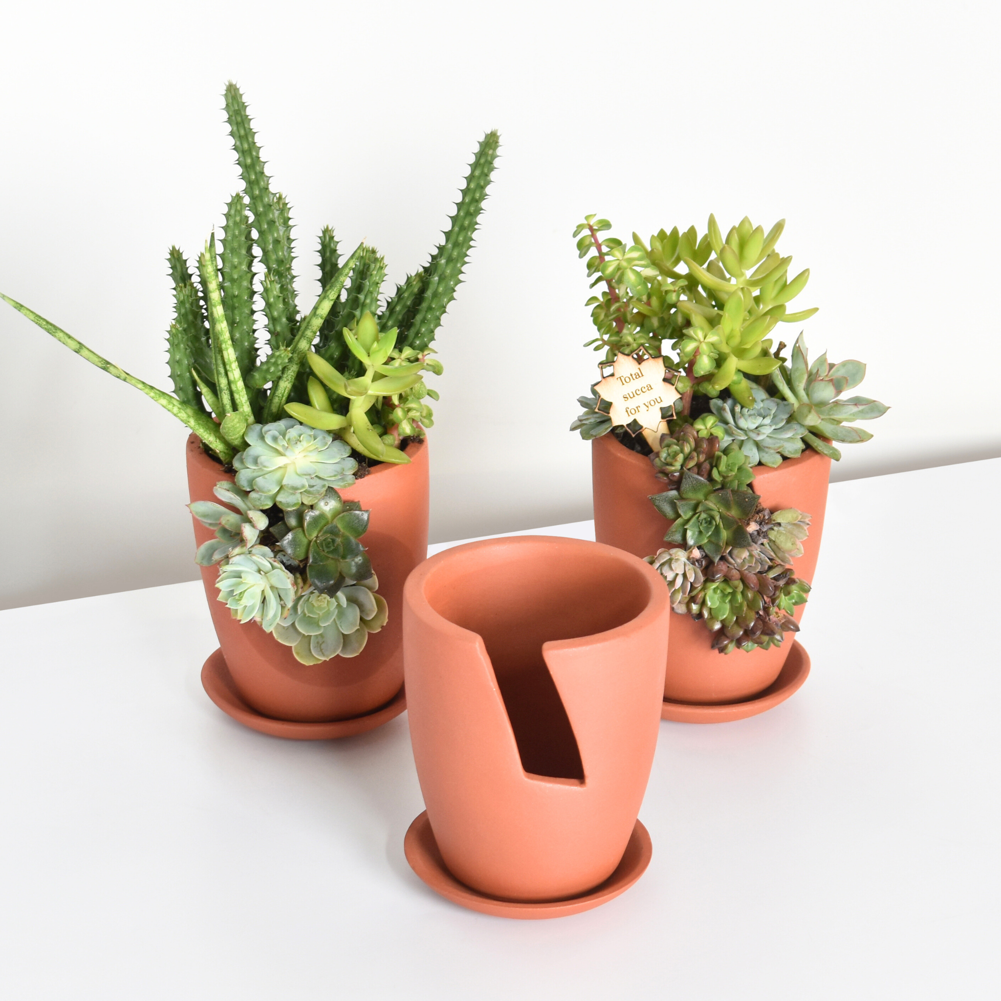 Succulent Terracotta Creations DIY Kit