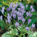 Triteleia - Queen Fabiola
