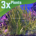 True Sagittaria Subulata