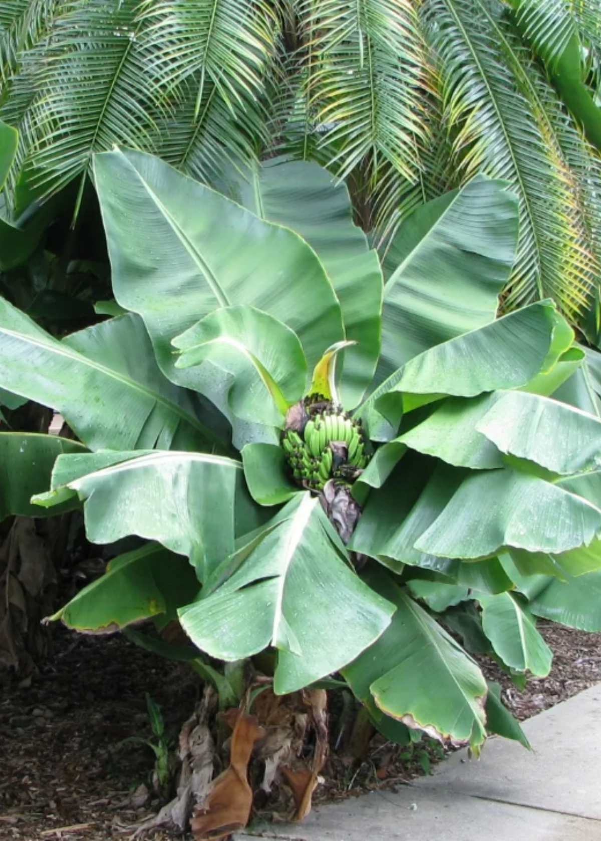 Musa Micro Banana 'Truly Tiny' (Musa minimus) – Nate's Garden Supply