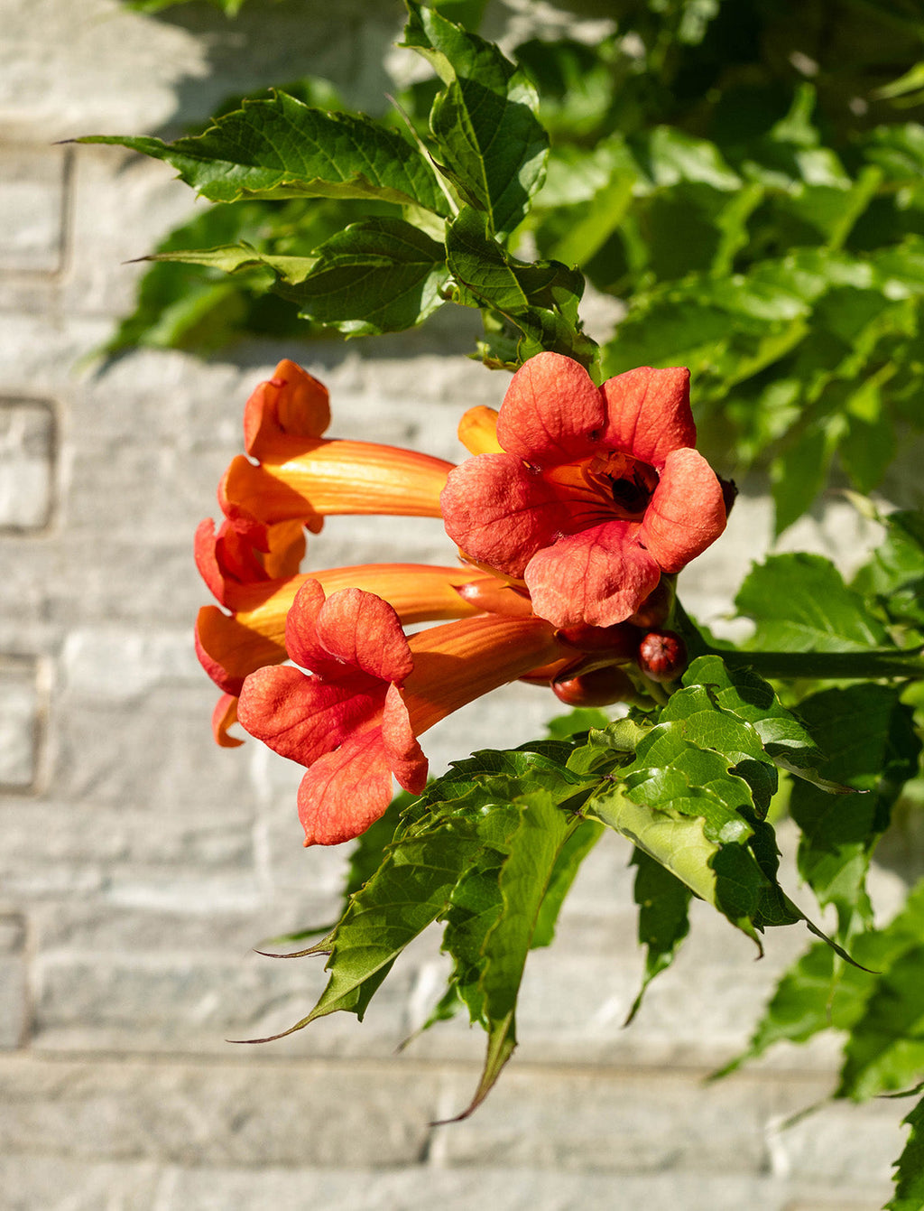 Trumpet Creeper Vine - 5 Root Divisions