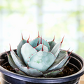 Agave Parryi Truncata