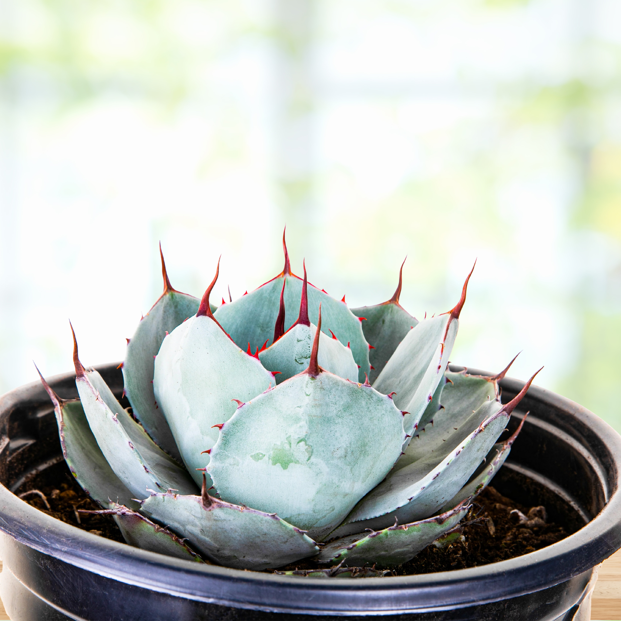 Agave Parryi Truncata