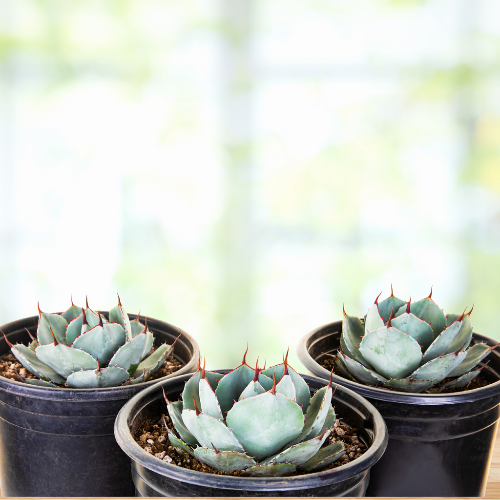 Agave Parryi Truncata