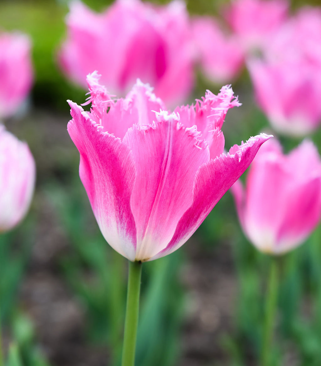 Dallas Fringed Tulip - 10 bulbs