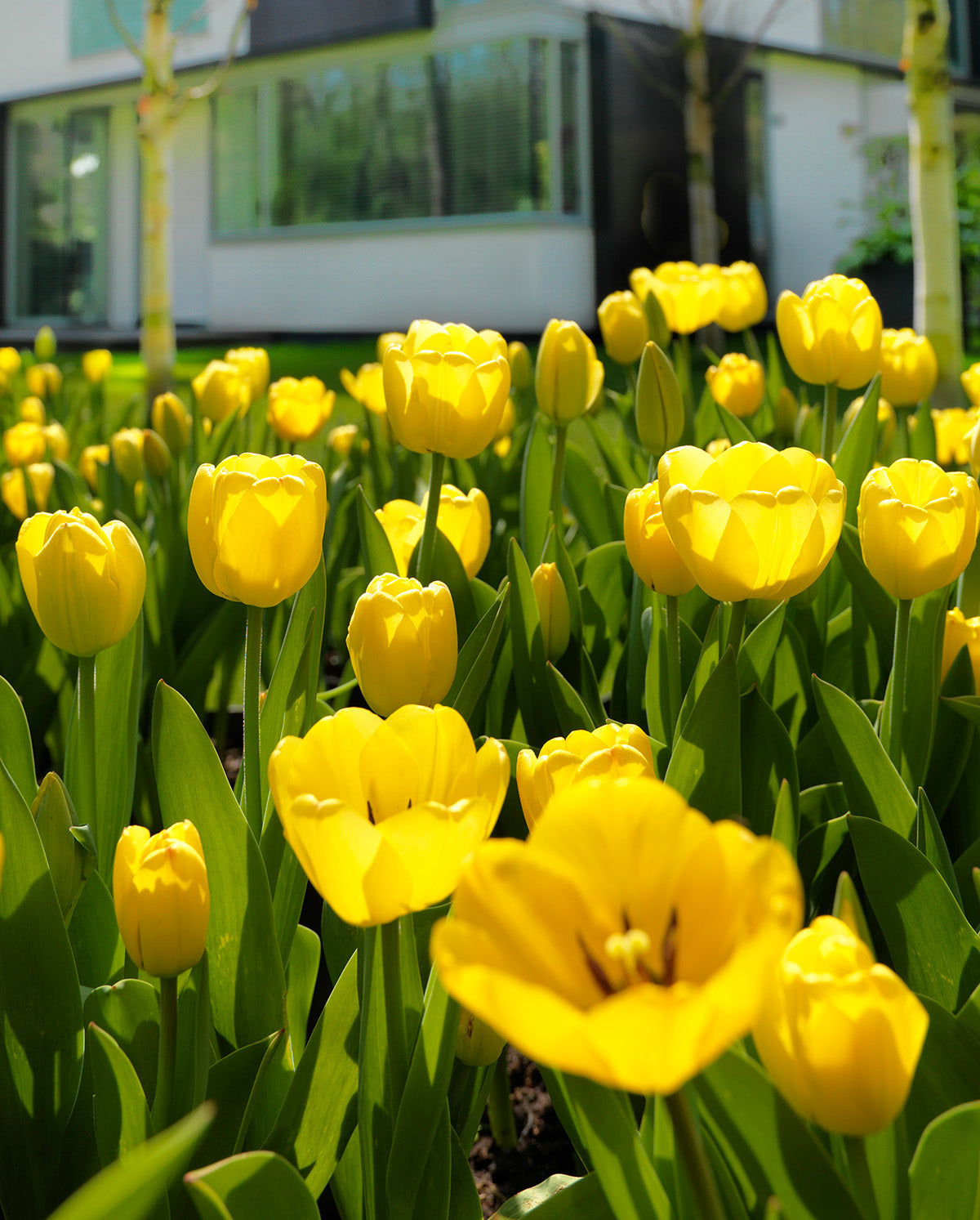Golden Parade Darwin Hybrid Tulip - 10 bulbs