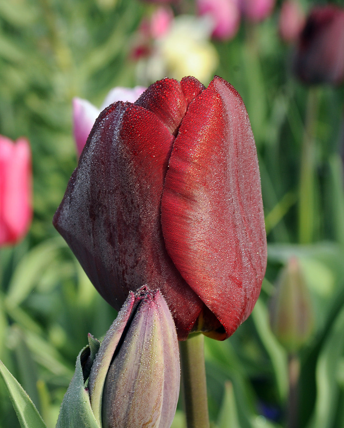Jan Reus Triumph Tulip - 10 bulbs