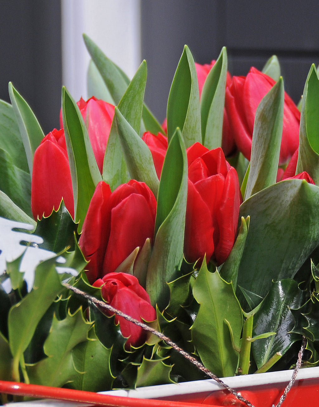 Kingsblood Single Late Tulip - 10 bulbs
