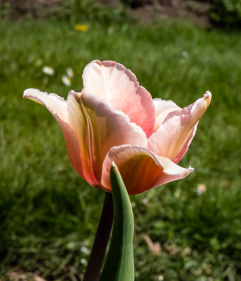 Salmon Impression Darwin Hybrid Tulip - 10 bulbs